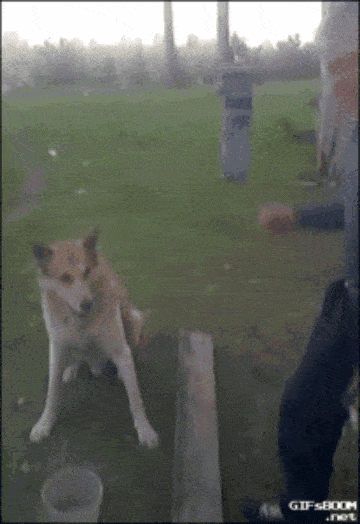 張超好笑 狗握手 Gif 梗圖 快來看看網友們的搞笑創作