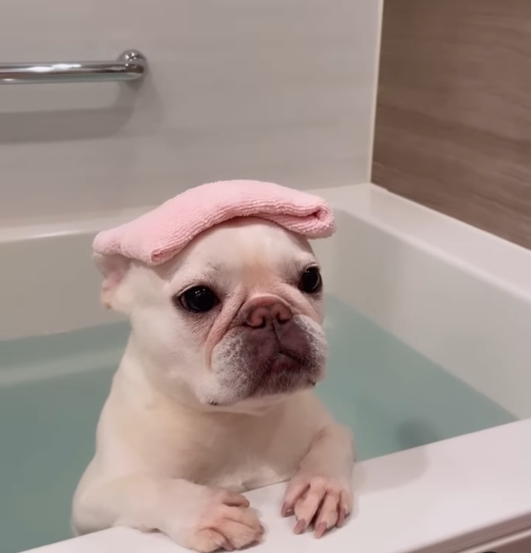 狗狗洗澡一定要用宠物沐浴液么？人用的沐浴露可以给狗狗洗澡吧？ - 知乎