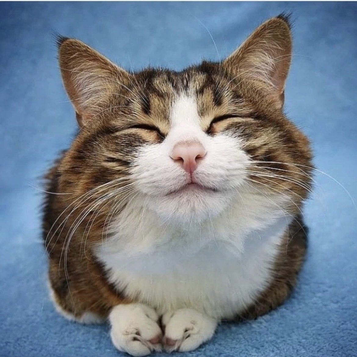 微笑的猫咪摄影图片-微笑的猫咪摄影作品-千库网