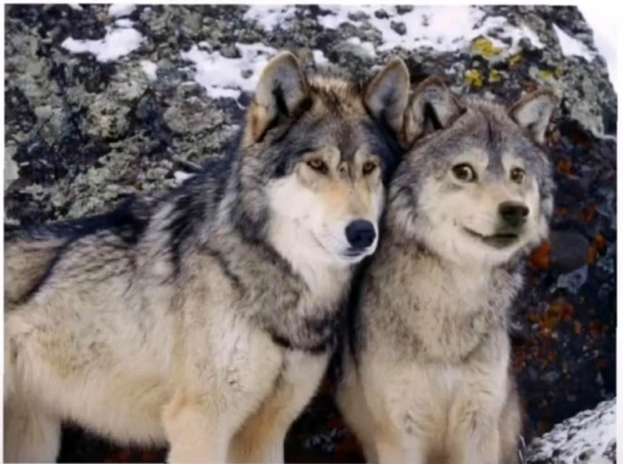 狼和二哈生活在一起，狼会觉得哈士奇是同类吗？答案让人出乎意料-搜狐大视野-搜狐新闻