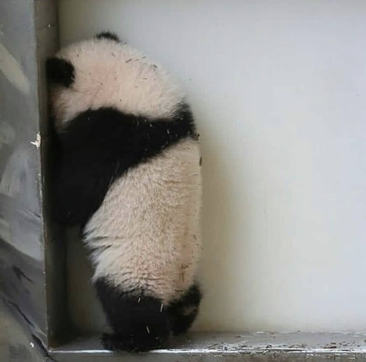 可爱又搞笑的西直门三太子萌兰大熊猫表情包图片15张_配图网