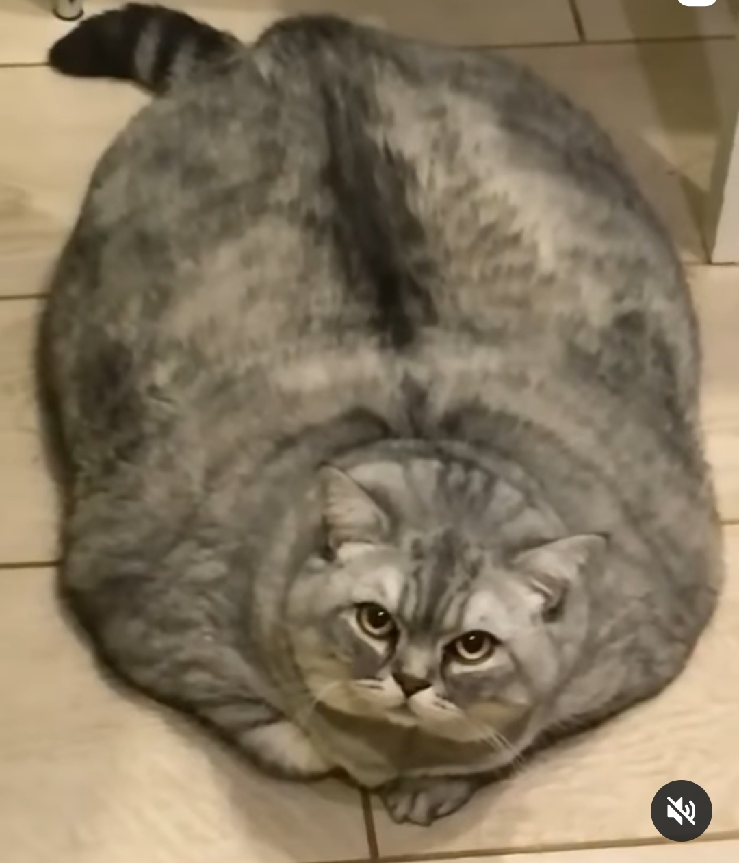 你见过最胖的猫到底有多胖？ - 知乎