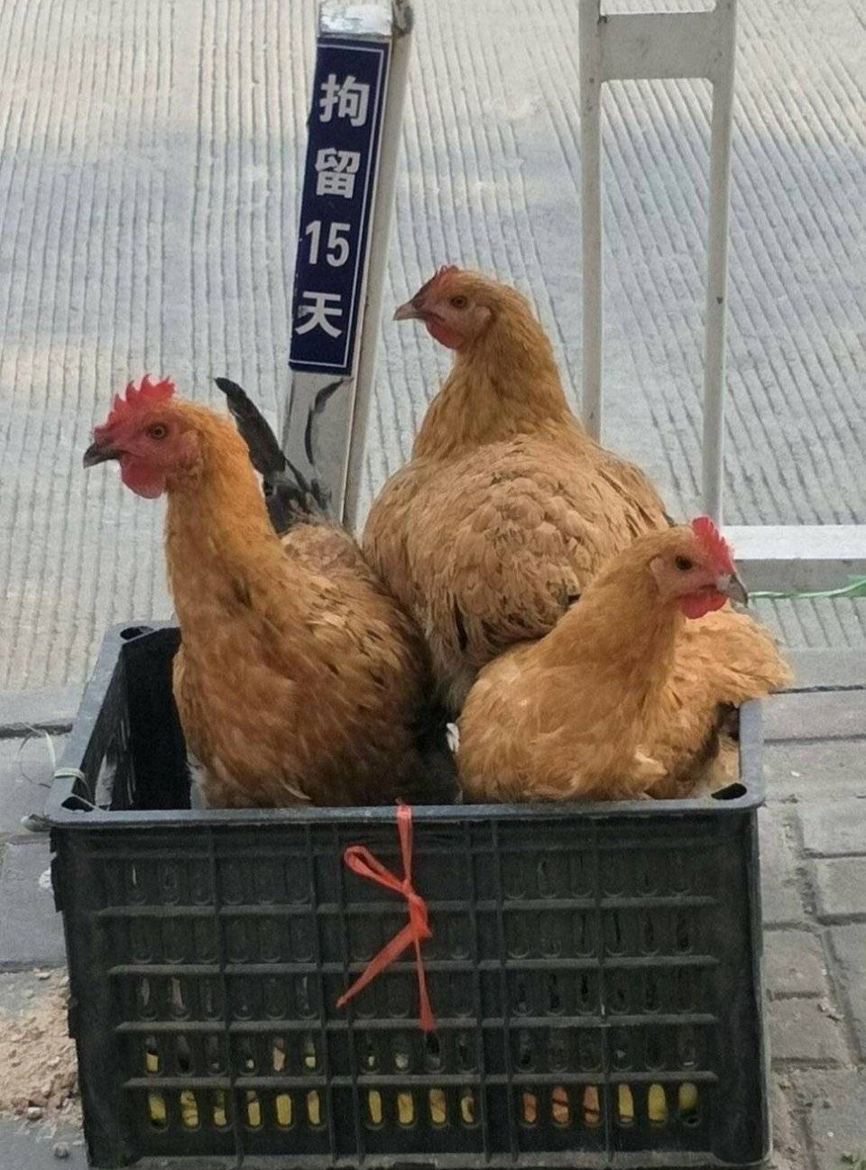 Курица три сыра. Три курицы Мем.
