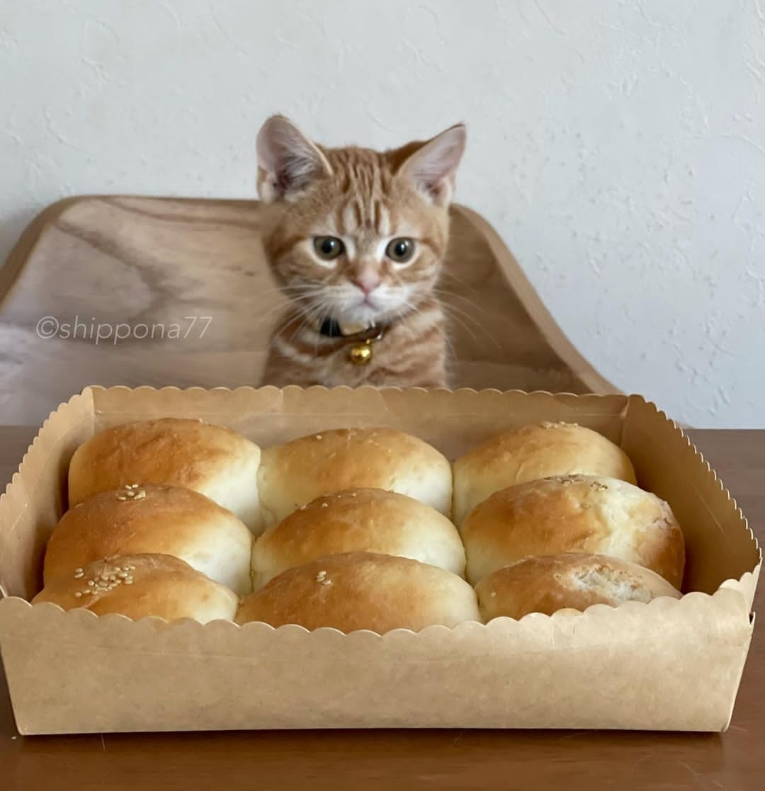 面包猫猫 - 16K图片资源库